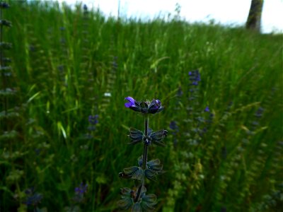 Salvia verbenaca L., 1753