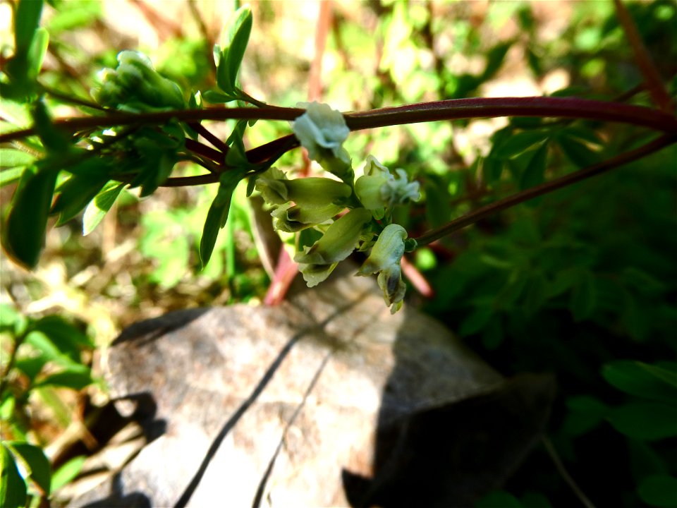 Ceratocapnos claviculata (L.) Lidén, 1984