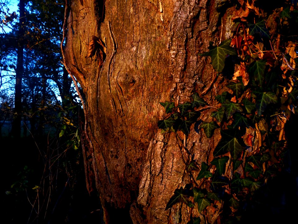 Quercus robur L., 1753