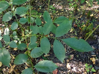Fraxinus pennsylvanica Marshall, 1785