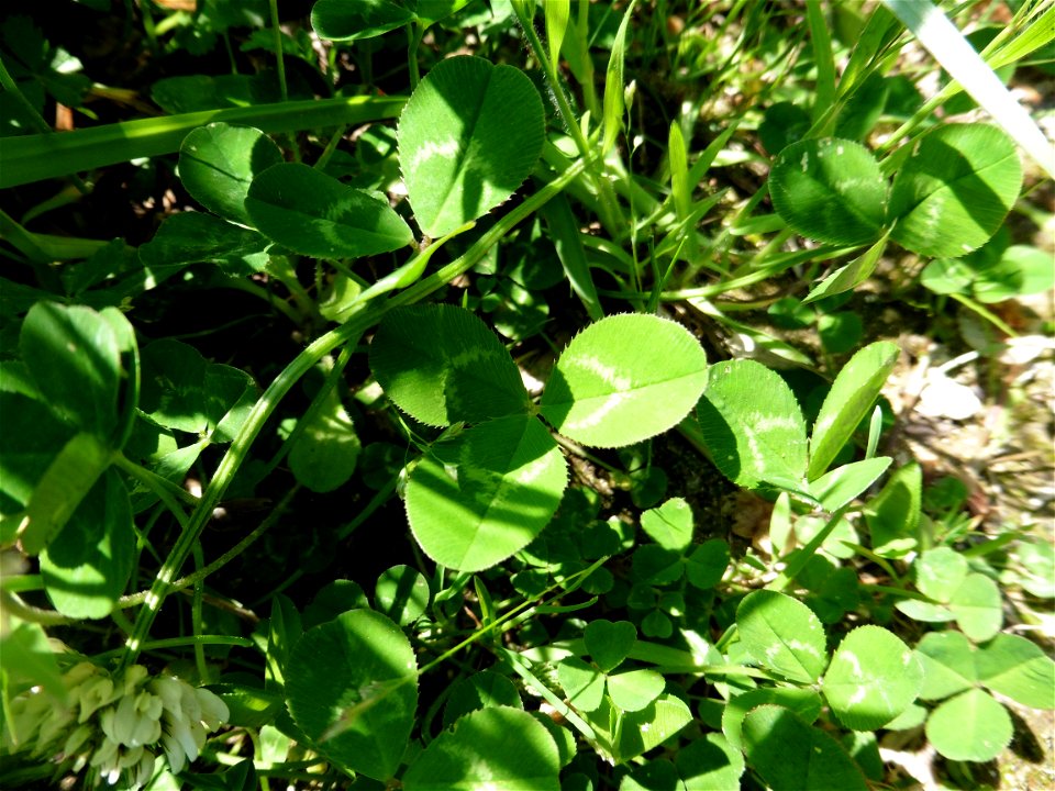 Trifolium repens L., 1753