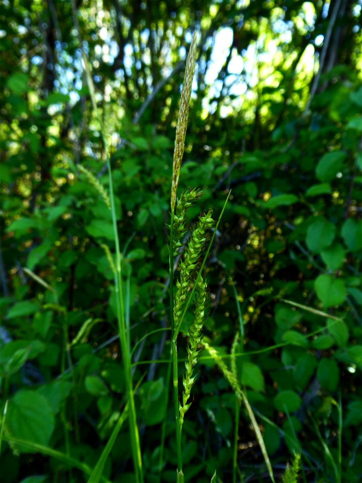 Carex sylvatica Huds., 1762