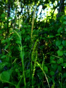 Carex sylvatica Huds., 1762