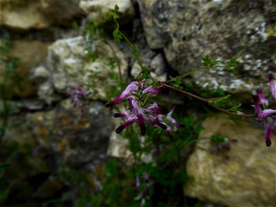 Fumaria cf. bastardii Boreau, 1847