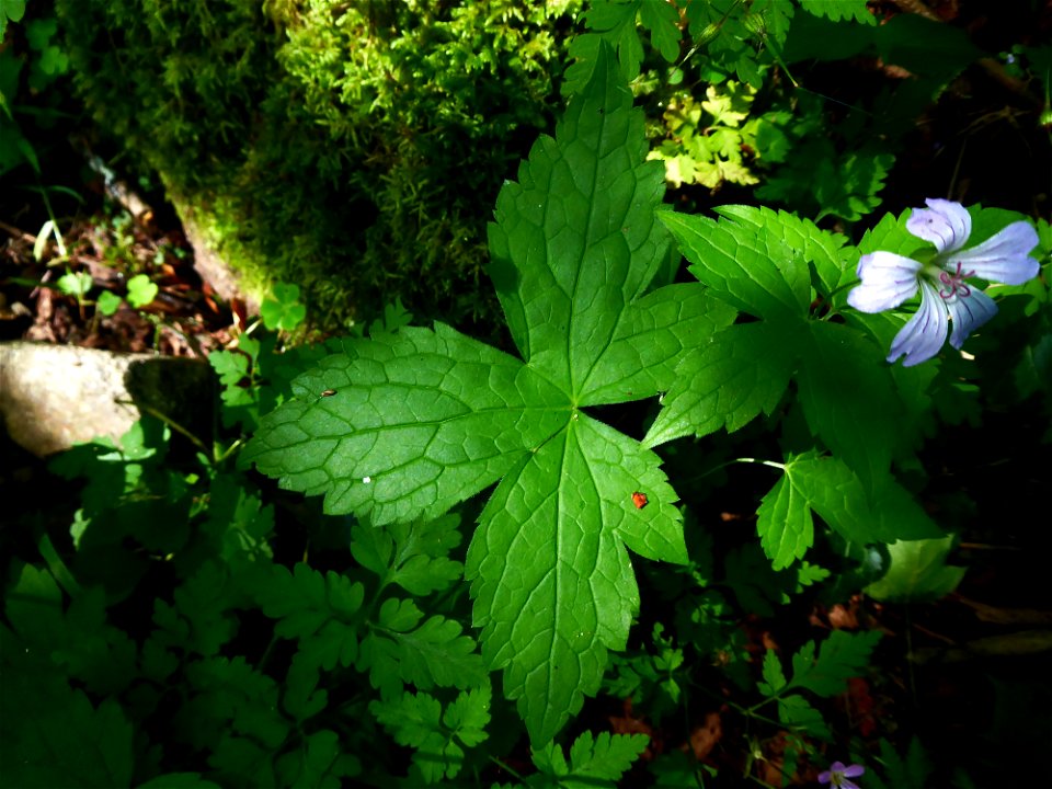 Geranium nodosum L., 1753