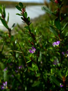 Lythrum tribracteatum Salzm. ex Spreng., 1827