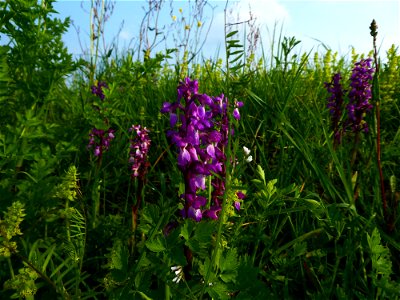 Orchis mascula (L.) L., 1755