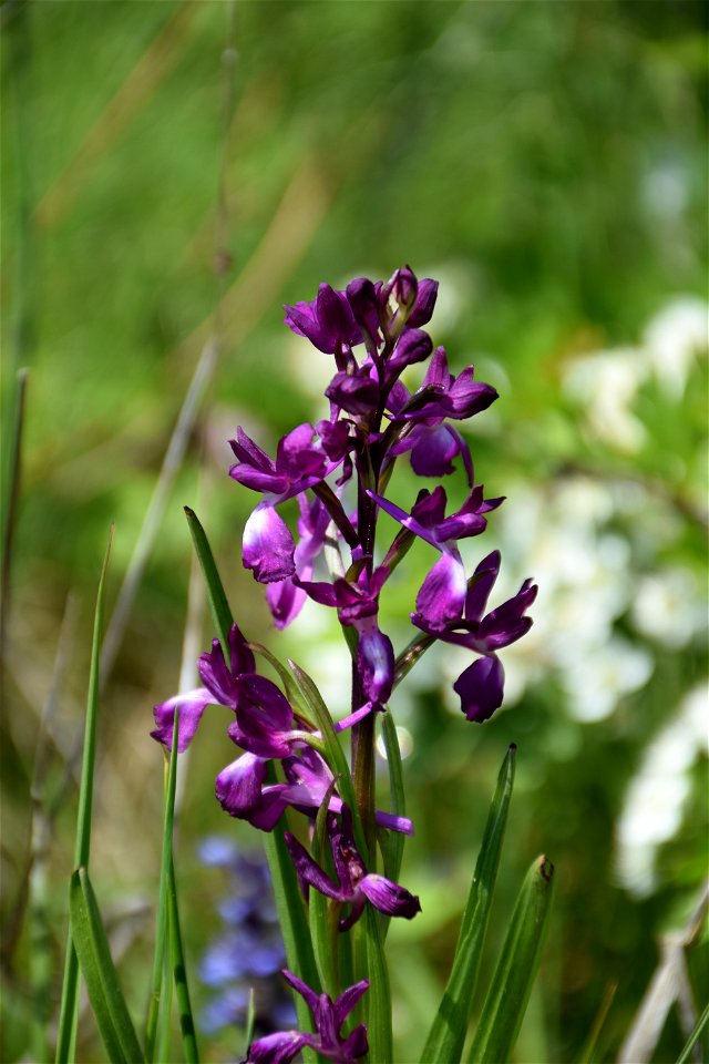 Anacamptis laxiflora (Lam.) R.M.Bateman, Pridgeon & M.W.Chase, 1997