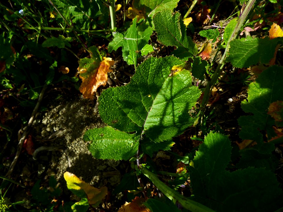 Brassica nigra (L.) W.D.J.Koch, 1833