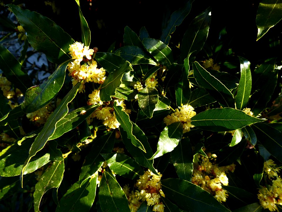Laurus nobilis L., 1753