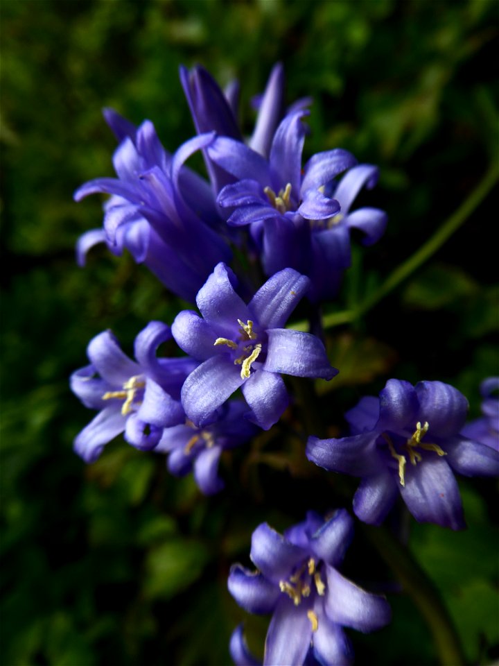 Hyacinthoides non-scripta (L.) Chouard ex Rothm., 1944