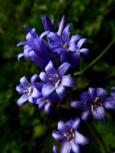 Hyacinthoides non-scripta (L.) Chouard ex Rothm., 1944