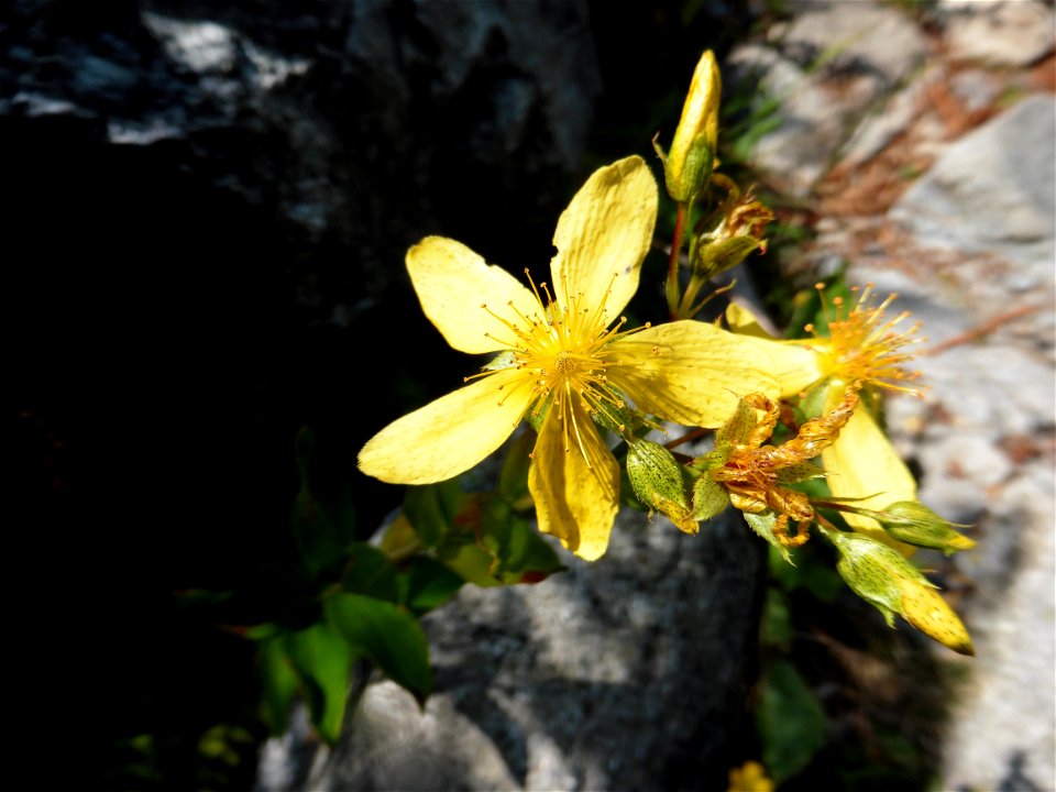 Hypericum montanum L., 1755