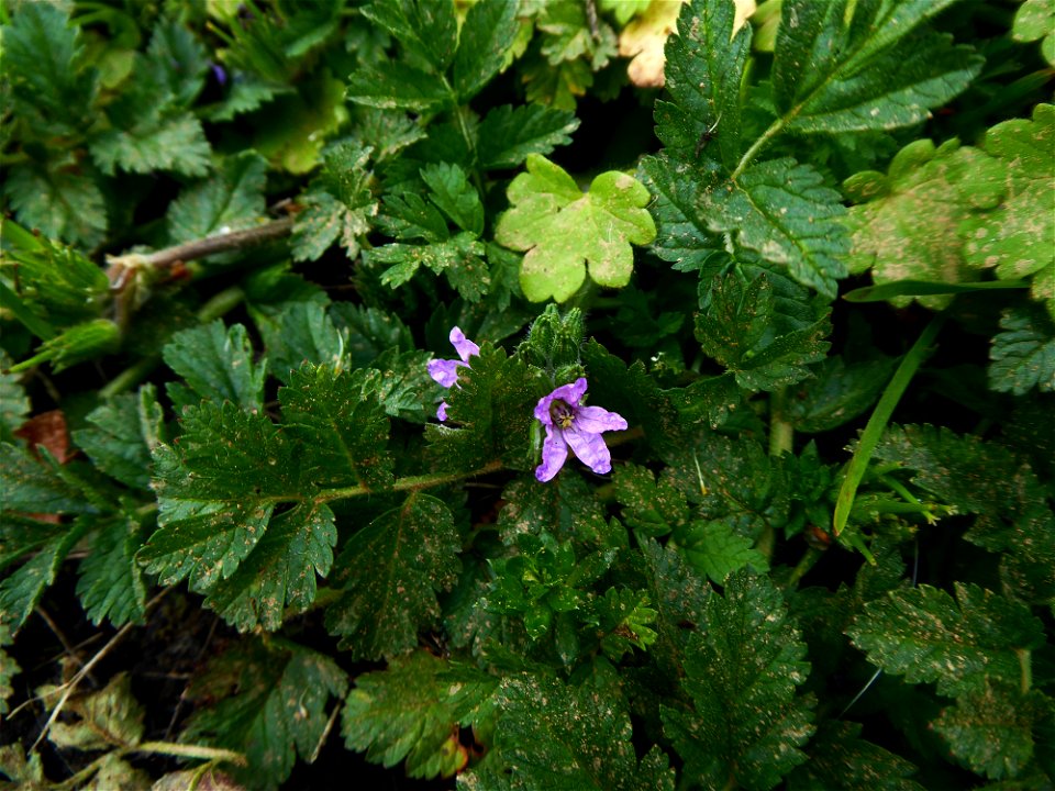 Erodium moschatum (L.) L'Hér., 1789