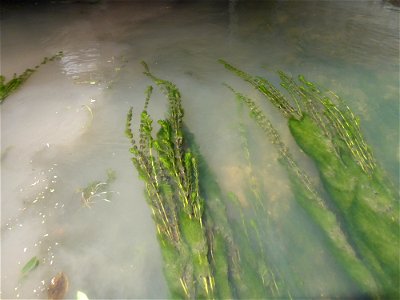 Myriophyllum spicatum L., 1753