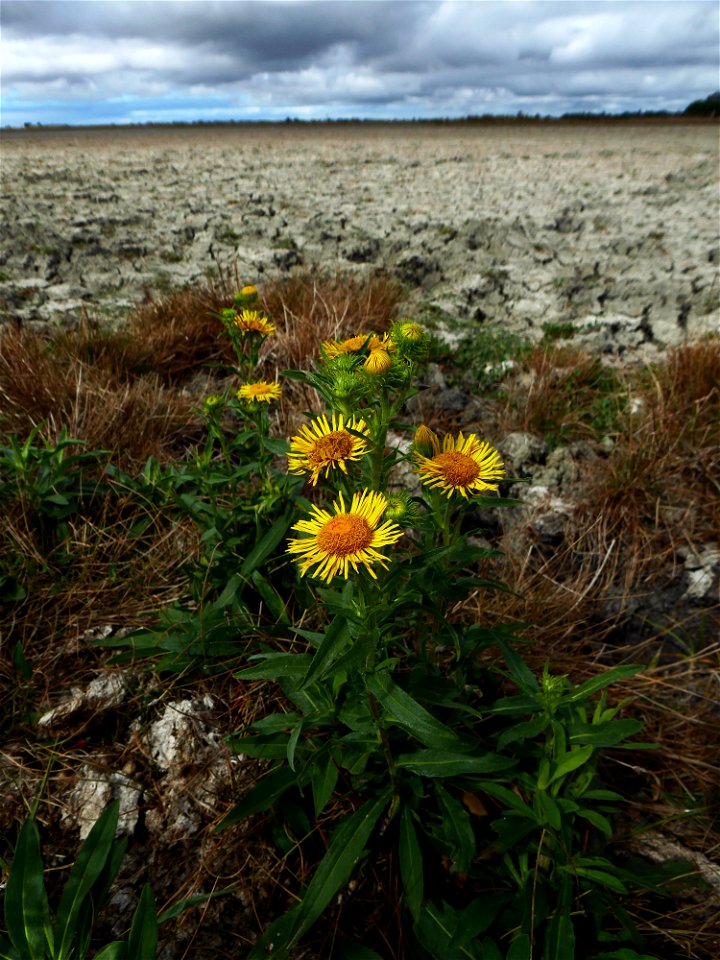 Inula britannica L., 1753