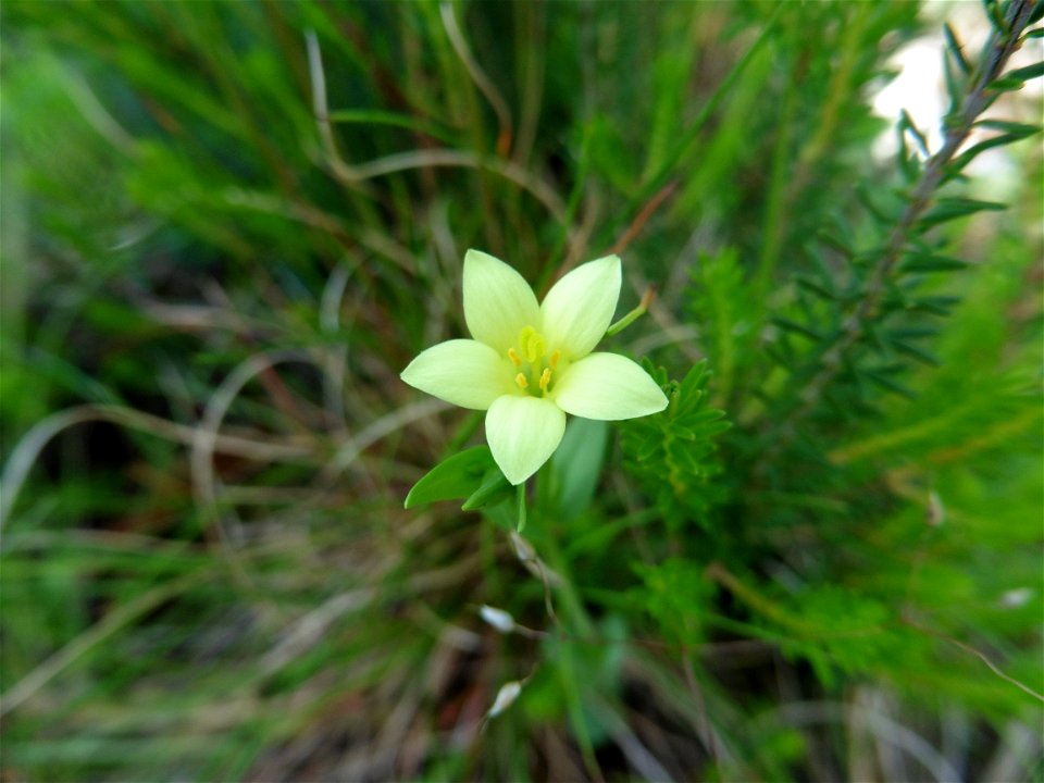 Centaurium maritimum (L.) Fritsch, 1907