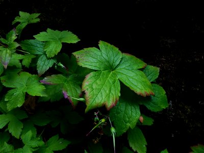 Geranium nodosum L., 1753