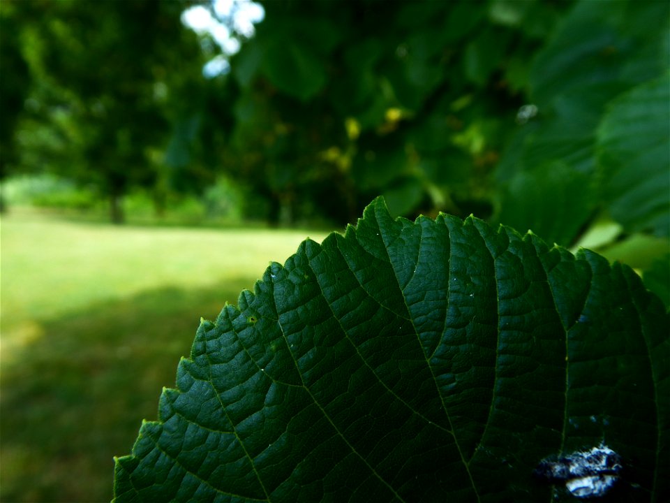 Tilia x euchlora K.Koch, 1866