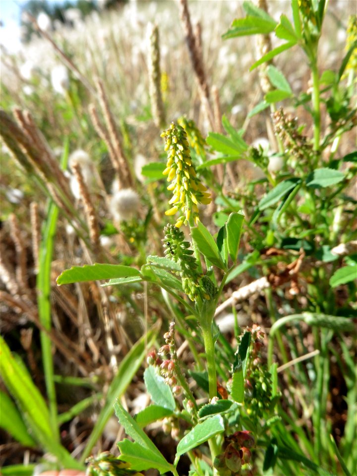 Melilotus indicus (L.) All., 1785
