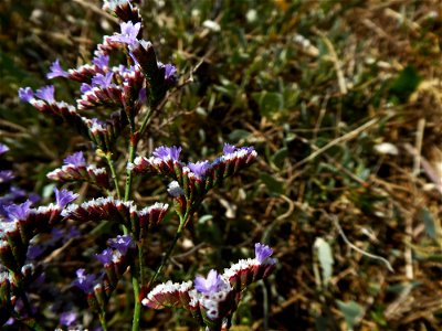 Limonium auriculae-ursifolium (Pourr.) Druce, 1928