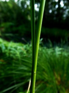 Carex paniculata L., 1755