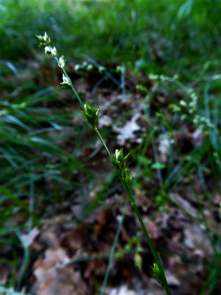 Carex divulsa Stokes, 1787