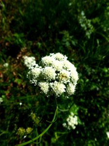 Oenanthe pimpinelloides L., 1753