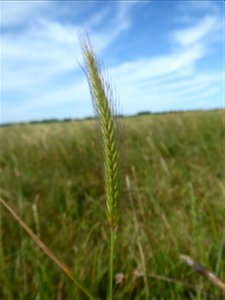 Hordeum secalinum Schreb., 1771