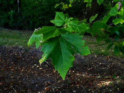Platanus x hispanica Mill. ex Münchh., 1770
