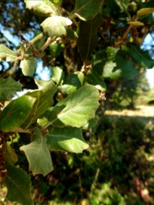 Quercus ilex L., 1753