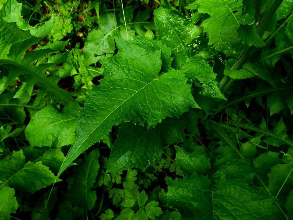 Lactuca plumieri (L.) Gren. & Godr., 1850