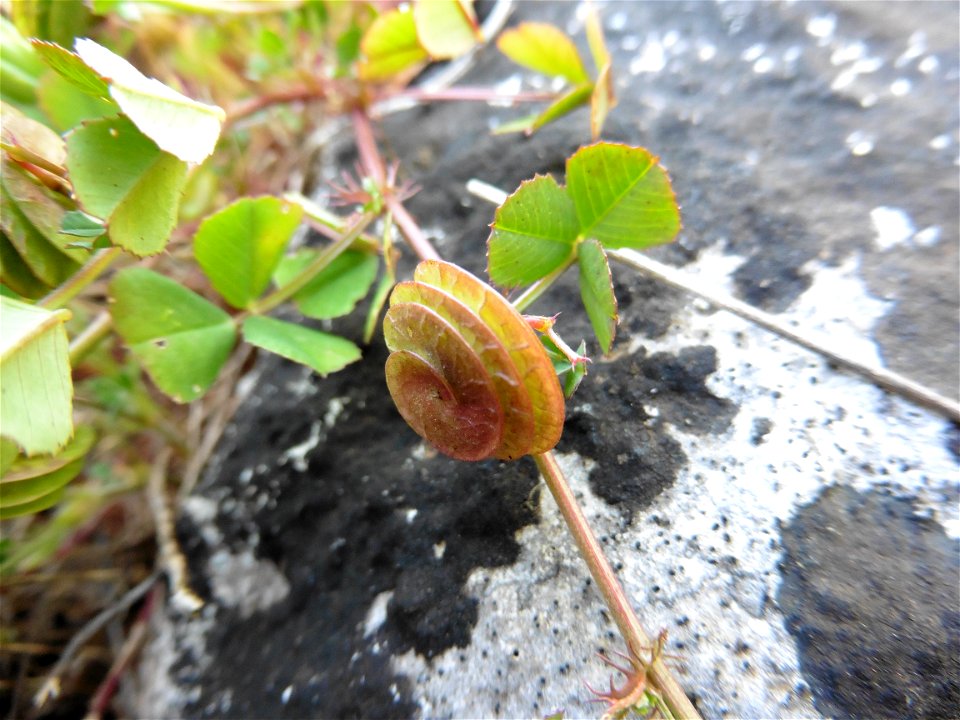 Medicago orbicularis (L.) Bartal., 1776