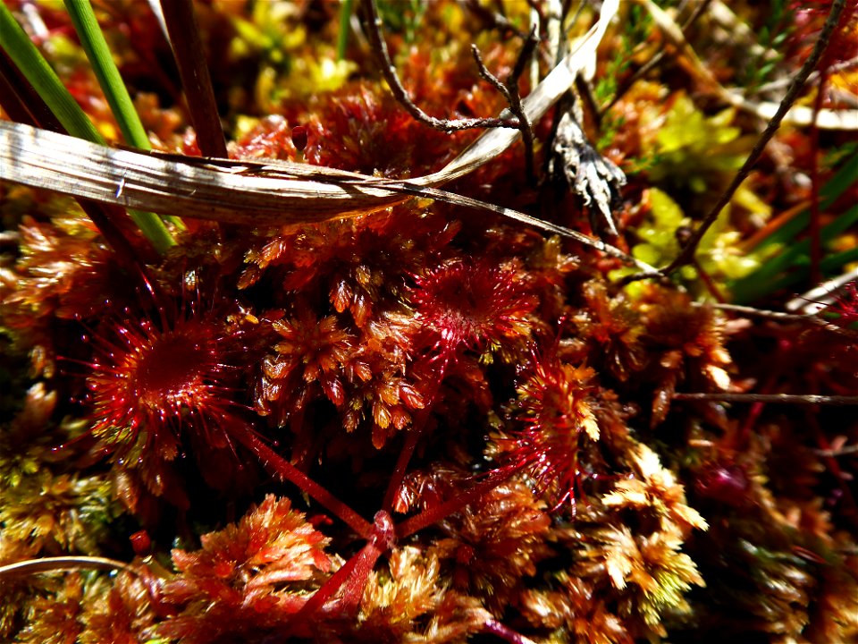 Drosera rotundifolia L., 1753