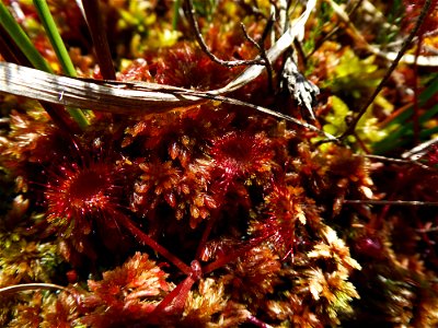 Drosera rotundifolia L., 1753 photo