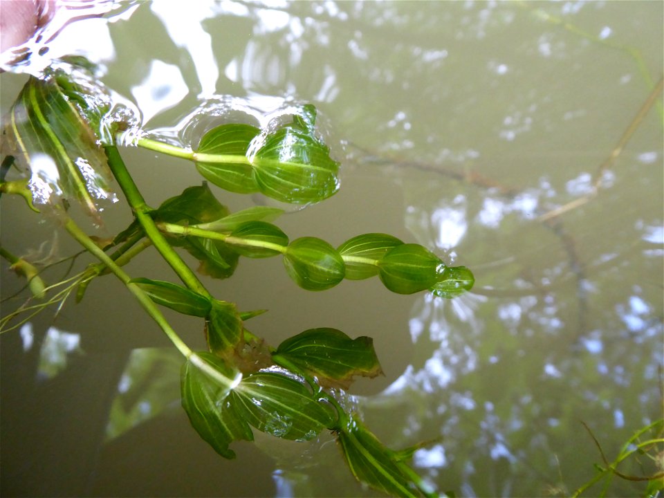 Potamogeton perfoliatus L., 1753