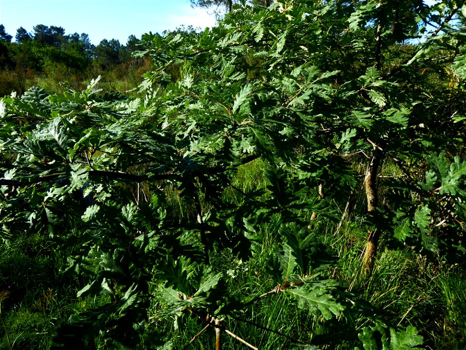 Quercus pyrenaica Willd., 1805