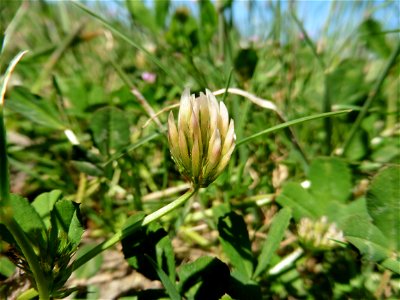 Trifolium michelianum Savi, 1798