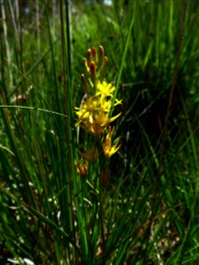 Narthecium ossifragum (L.) Huds., 1762