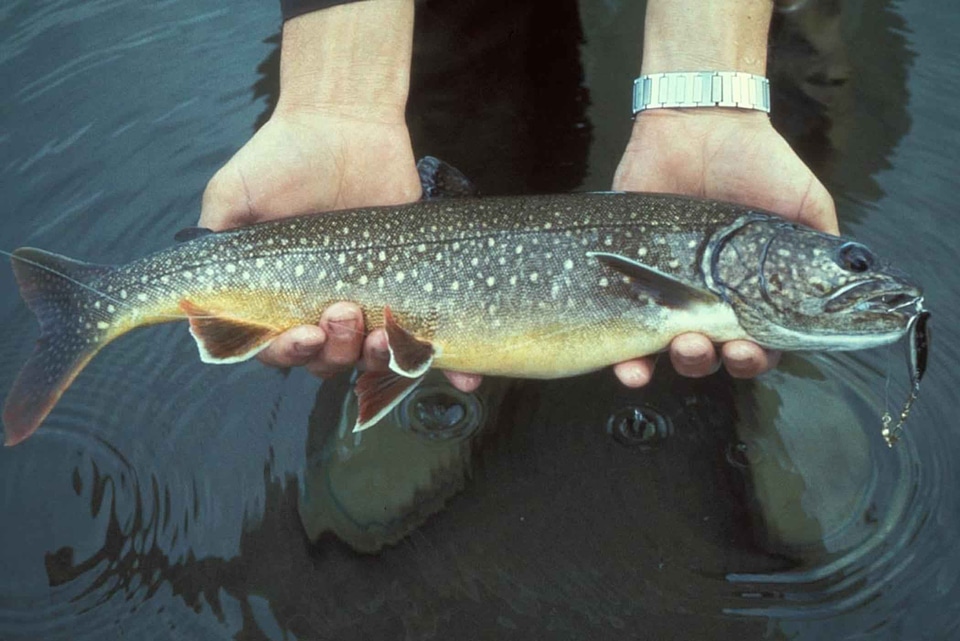 Angler lake Salmo trutta