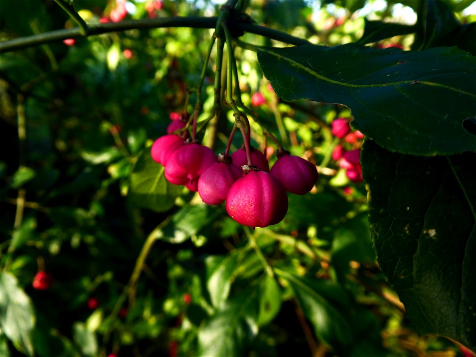 Euonymus europaeus L., 1753