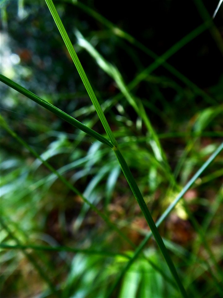 Festuca heterophylla Lam., 1779