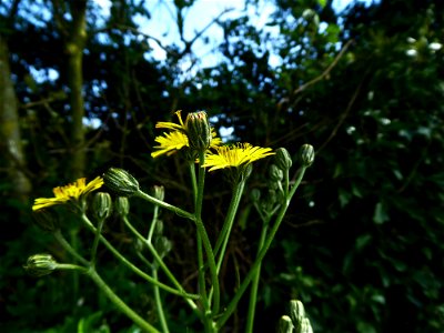 Crepis vesicaria subsp. taraxacifolia (Thuill.) Thell., 1914