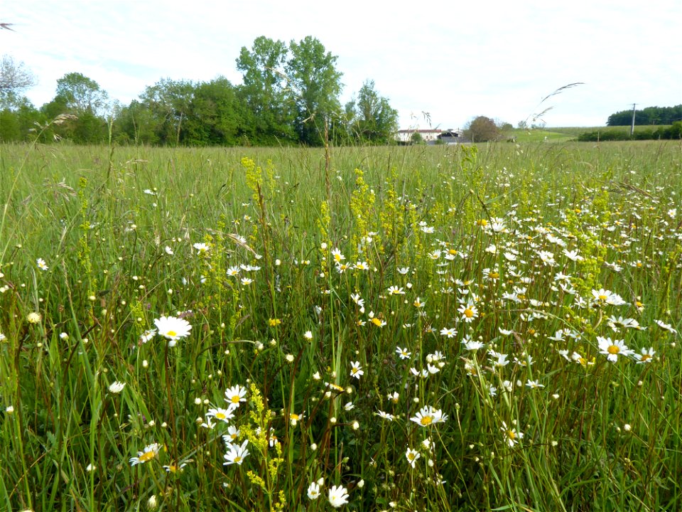 Prairie mésohygrophile remarquable