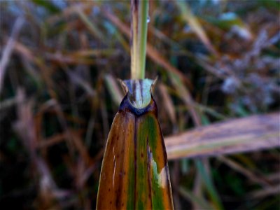 Phragmites australis (Cav.) Trin. ex Steud., 1840