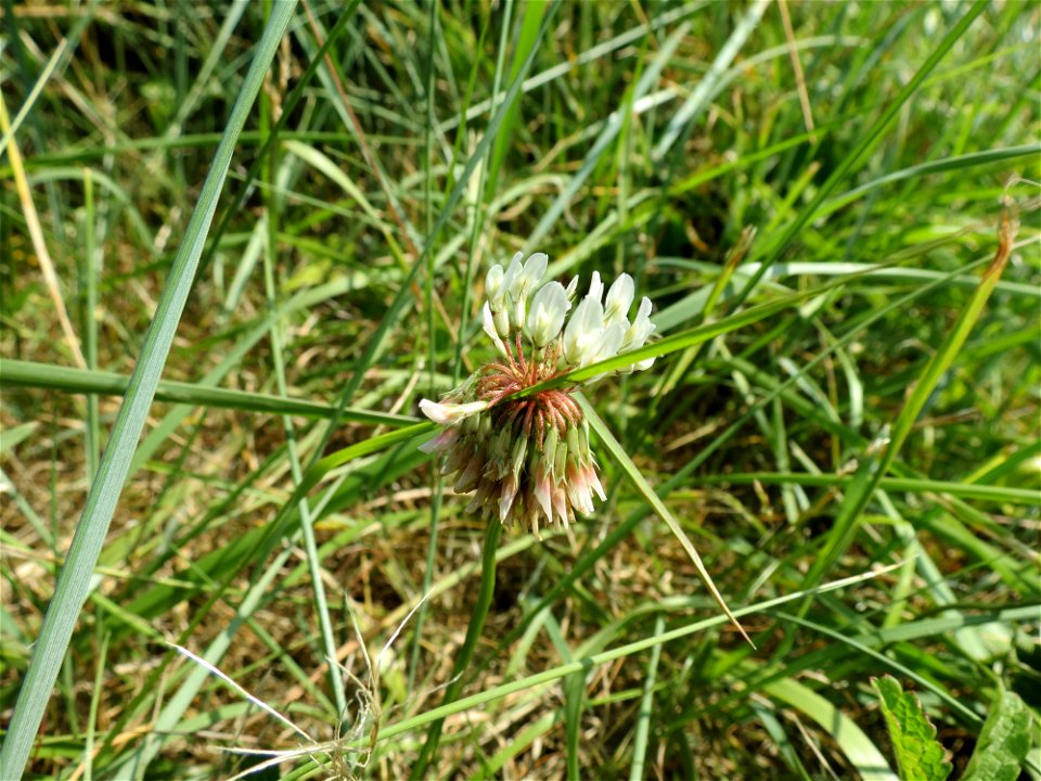 Trifolium repens L., 1753