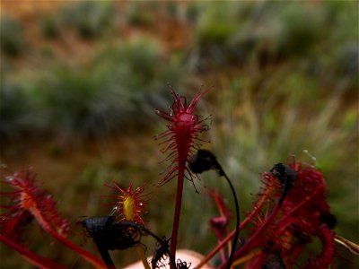 Drosera intermedia Hayne, 1798