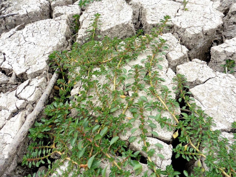 Ludwigia peploides (Kunth) P.H.Raven, 1964