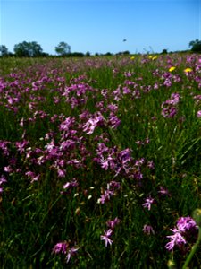 Lychnis flos-cuculi L., 1753