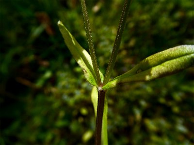 Valerianella locusta (L.) Laterr., 1821